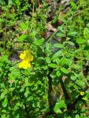 Hibbertia rhynchocalyx