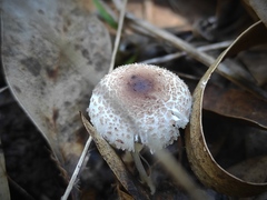 Lepiota lilacea