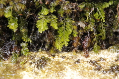 Hymenophyllum capense
