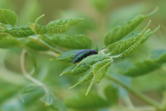 Strongylium cupreocinctum