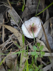 Lepiota lilacea