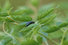 Strongylium cupreocinctum