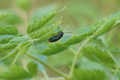 Strongylium cupreocinctum