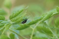 Strongylium cupreocinctum