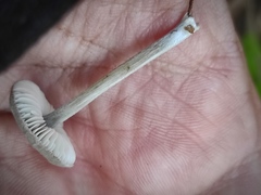 Pluteus phlebophorus