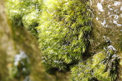 Campylopus bartramiaceus