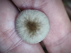 Pluteus phlebophorus