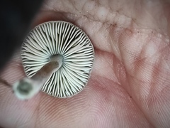 Pluteus phlebophorus