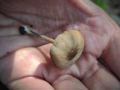 Pluteus