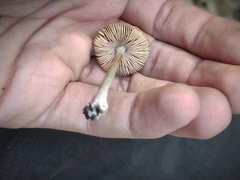 Pluteus