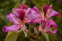 Bauhinia
