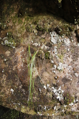 Trachyandra tabularis