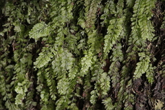 Hymenophyllum capense