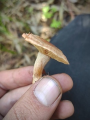 Agaricales