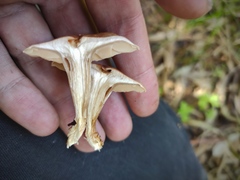 Agaricales