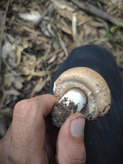 Agaricus