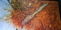 Lecanoromycetes