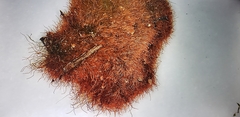 Lecanoromycetes
