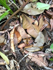 Sphictostethus gravesii