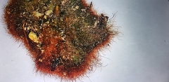 Lecanoromycetes