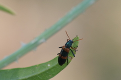 Strongylium decoratum