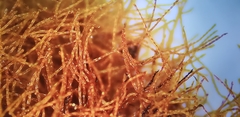 Lecanoromycetes
