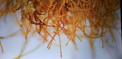 Lecanoromycetes