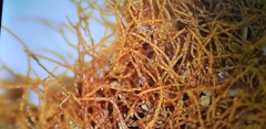 Lecanoromycetes