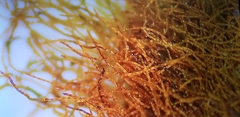 Lecanoromycetes