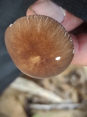 Pluteus satur