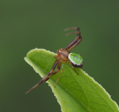 Triangle Crab Spider