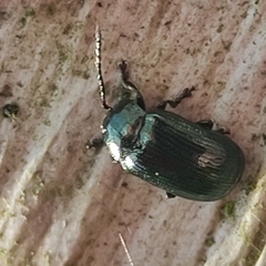 Phratora laticollis