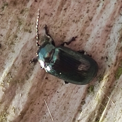 Phratora laticollis