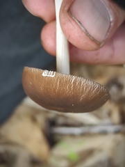 Pluteus satur