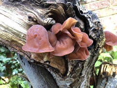 Auricularia auricula-judae