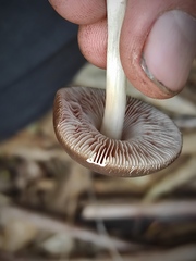 Pluteus satur