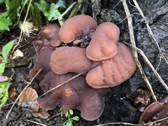 Auricularia auricula-judae