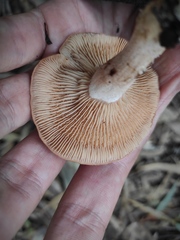 Agaricales