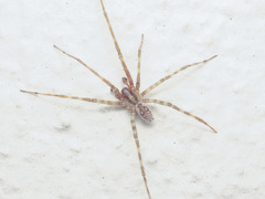 Tegenaria hasperi