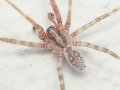 Tegenaria hasperi