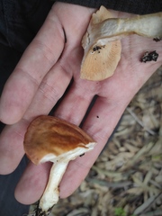 Agaricales