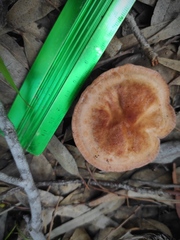 Agaricales