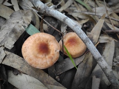 Agaricales