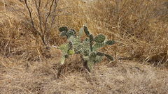 Opuntia