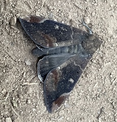 Achaea thermopera