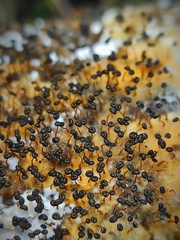 Myxomycetes
