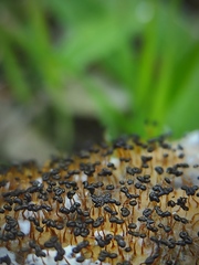 Myxomycetes