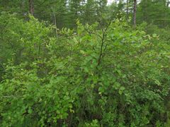 Betula fruticosa