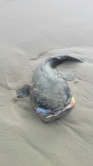 Halobatrachus didactylus