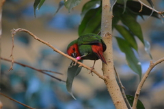 Erythrura psittacea